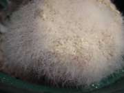 Cobeweb mold on PF cake